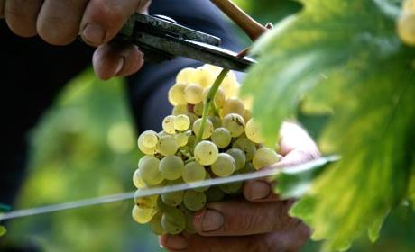 Objavljen natječaj za mjeru Ulaganja u vinarije i marketing vina