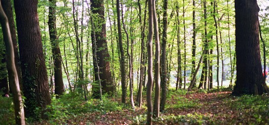 OBJAVLJEN NATJEČAJ ZA ULAGANJA U ŠUMSKU INFRASTRUKTURU