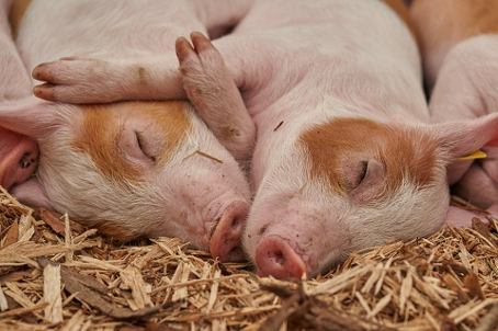 Objavljen Javni poziv za podnošenje prijava za sufinanciranje nabavke materijala i sredstava za postavljanje dvostrukih ograda u uzgojima svinja koje se drže na otvorenom za 2020. godinu