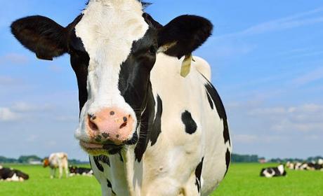 Objavljen Javni poziv za novu potporu za povećanje proizvodnje mlijeka – poljoprivrednicima 195 milijuna kuna kroz tri godine