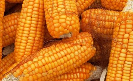 Podnošenje zahtjeva za potporu iz Programa potpore proizvođačima sjemenskog kukuruza zbog otežanih uvjeta poslovanja uzrokovanih ruskom invazijom na Ukrajinu