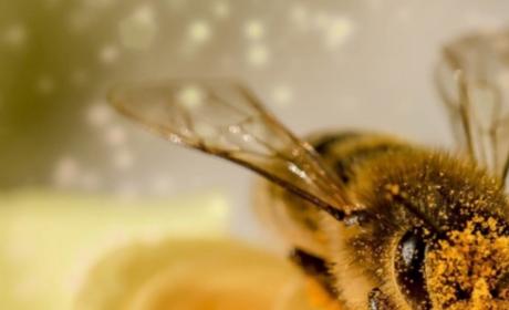 Javni natječaj za prikupljanje i odabir projekata istraživačkih programa u području pčelarstva i pčelarskih proizvoda za 2023. godinu