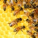 Objavljen Pravilnik o provedbi mjera Nacionalnog pčelarskog programa za razdoblje od 2017. do 2019. godine