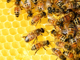 Objavljen Javni natječaj za prikupljanje i odabir projekata primijenjenih istraživanja u pčelarstvu za 2022.