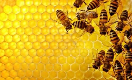 Obavijest pčelarima