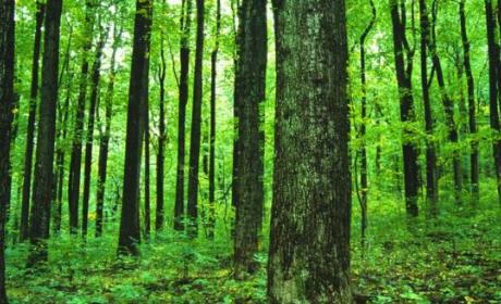 Objavljeni Pravilnik o provedbi mjere M08 „Ulaganja u razvoj šumskih područja i poboljšanje održivosti šuma“