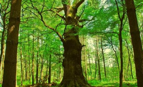 Otvoren Natječaj za provedbu podmjere 8.5.  „Potpora za ulaganja u poboljšanje otpornosti i  okolišne vrijednosti šumskih ekosustava“ – provedba  operacije 8.5.1. „Konverzija degradiranih šumskih  sastojina i šumskih kultura“